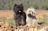 CAIRN TERRIER 324